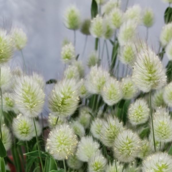 Amazon.co.jp: 秋まき花の種 ラグラスバニーテール 50粒 ドライ