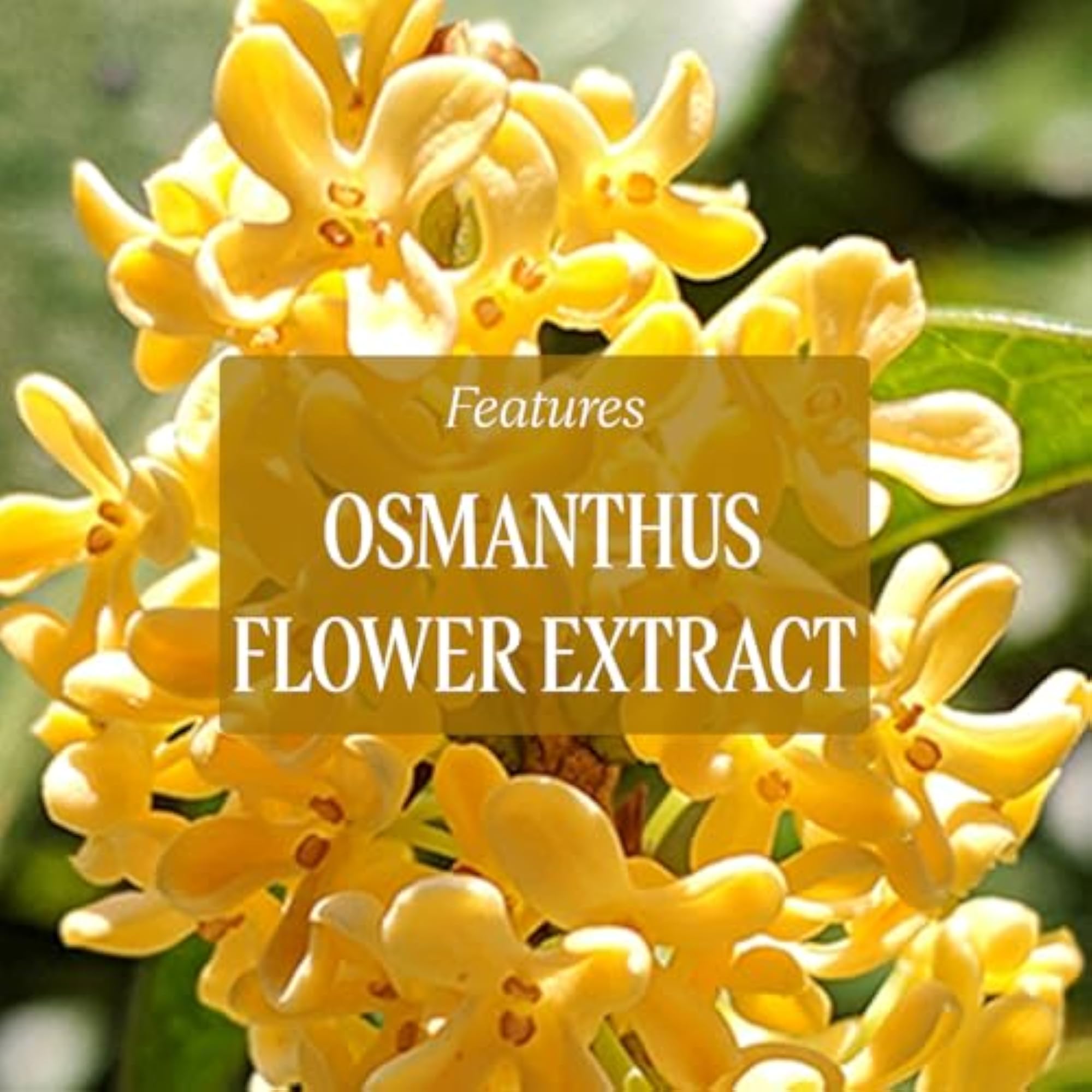 L'Occitane Osmanthus Shower Gel