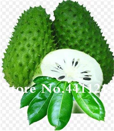 Semillas de fruta de guanábana fresca para plantar verde, paquete de 3 de 10