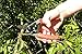Felco Pruning Shears (F 12) - High Performance Swiss Made One-Hand Garden Pruner with Steel Blade