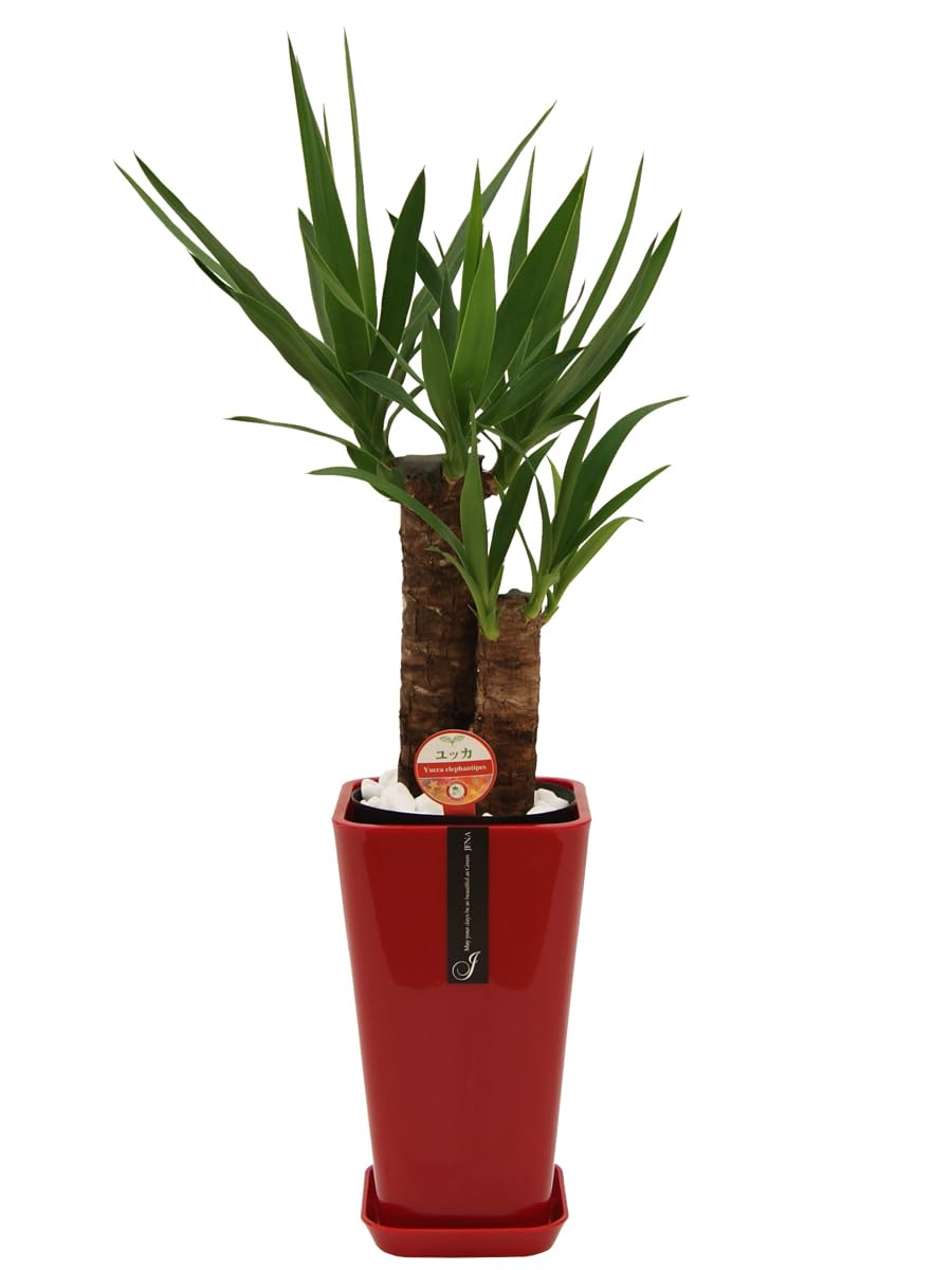 ユッカ 約2メートル 観葉植物 ユッカ 6号 ノーマル Sheer Pot (シアーポット) 付き | 観葉