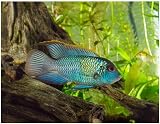 Electric Blue Acara 1.5–2” – Live Freshwater Aquarium Fish –...