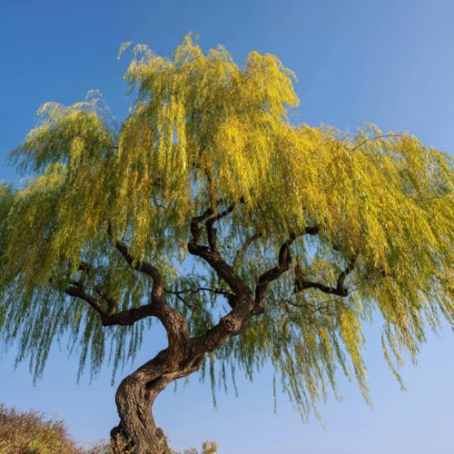 2 Corkscrew Willow Trees - 10-18" Tall Live Plants - Fast Growing Ornamental Willow Trees - Salix matsudana 'Tortuosa' - (2 Pack)