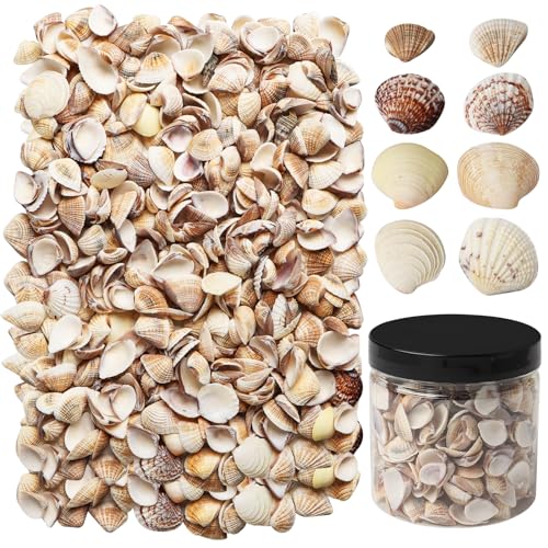 Ira Pollitt 400 Pieces Small Sea Shells Tiny Sea Shells Natural Seashells for Beach Theme Party Wedding Home Decorations DIY