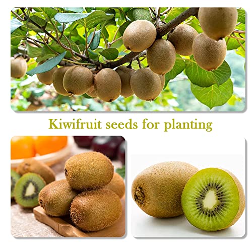 Heirloom Fruit Seeds - 5 Variety Individual Packs 100+ Grape Seeds 100+ Apple Seeds 100+ Kiwi Seeds 100+ Guava Seeds For Planting Organic For Home Garden Bonsai Fruit #TOP4