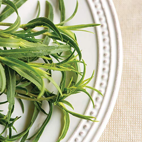 Mexican tarragon How to grow & care