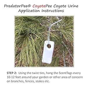 100 Pure Coyote Urine Cucciolini Doodles 100 pure coyote urine cucciolini doodles