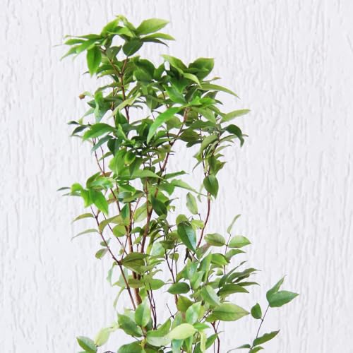 Genérico, Muda de Jabuticaba Sabara 20 a 40cm AMK - Plantas Online