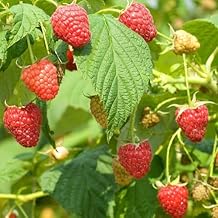 Raspberry Rubus idaeus - عبوة من 50 بذور