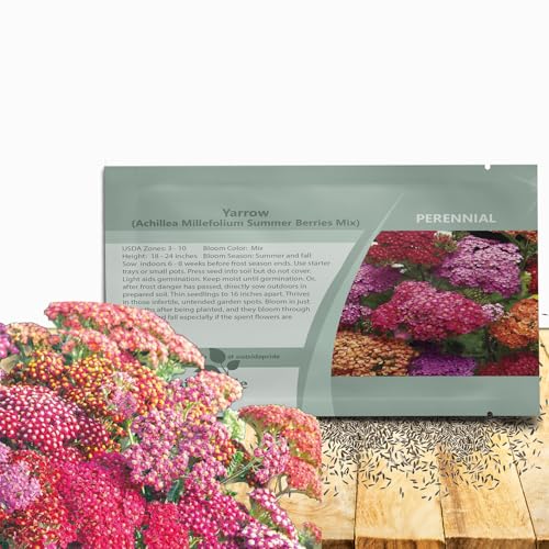 Outsidepride Summer Berries Mix Yarrow Seeds – 1000 Pcs. Perennial, Versatile, Clump-Forming, & Drought Tolerant Flower Seeds for Planting Fragrant & Vibrant Blooms, Ideal for Pollinator Gardens