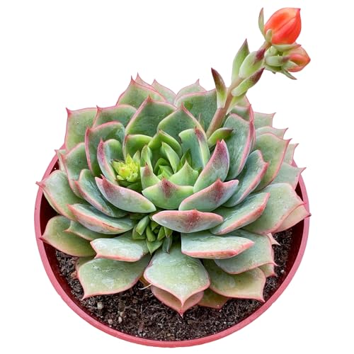 Echeveria 'Ramillette', 1-Pack Live Rare Succulent Potted 4inch Planter with Soil Mix, Real House Plant for Party Favors Home Garden Wedding Decoration DIY Projects Gift Her