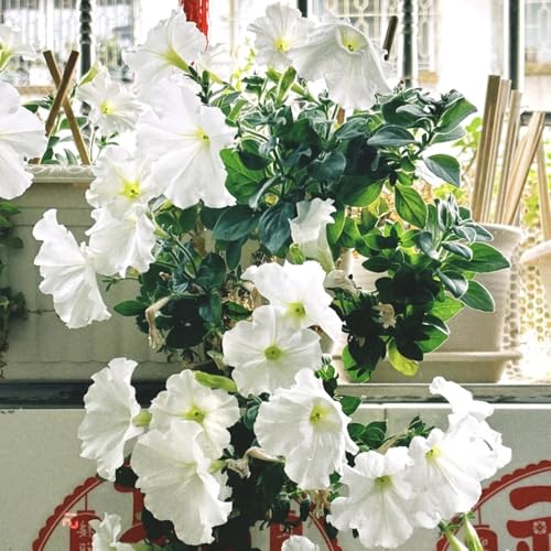 semi di petunia appesi, resistenti all'esterno di petunia petunia Decorazione da giardino per esterno, balcone, 180pcs