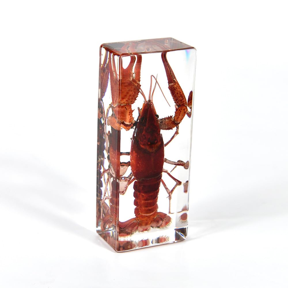 Amazon.co.jp: Lllunimon 樹脂標本剥製の本物のザリガニ、科学的教育