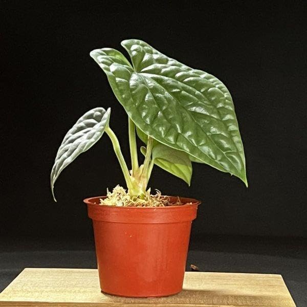 アンスリウム ルクスアリンス シルバー│A. luxurians silver② アンスリウムルクスリアンスシルバー アンスリウム ルクスアリンス