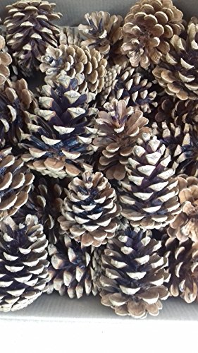 FloristryWarehouse Pine Cones 4-7cm 1Kg (x 45) Dried Natural