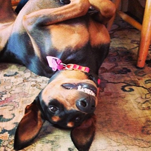 Quiet Spot Pet Tag Silencer (Blue) #TOP5