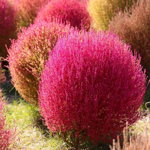 3000 Seeds Burning Bush Seeds Kochia Trichophylla Burning Bush Foliage Plant Seed for Planting Crimson Summer Cypress