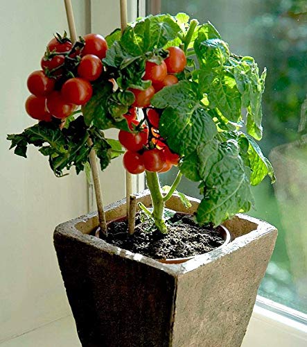 Dwarf Bush Cherry Tomatoes Seeds For Planting About 20 Seeds For Growing Indoors And Outdoors #TOP7