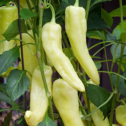 Bonnie Plants Sweet Banana Pepper - 4 Pack Live Plants, 6 Inch Fruit Size, Great For Frying & Pickling Bonnie Plants Sweet Banana Pepper - 4 Pack Live Plants, 6 Inch Fruit Size, Great For Frying & Pickling