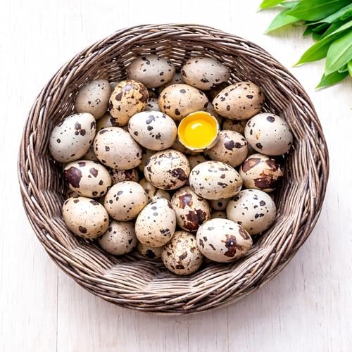 FARM FRESH Quail Eggs *Laid in the U.S.* Hormone Free; Non-GMO - (5 Dozen) *Eating Eggs*