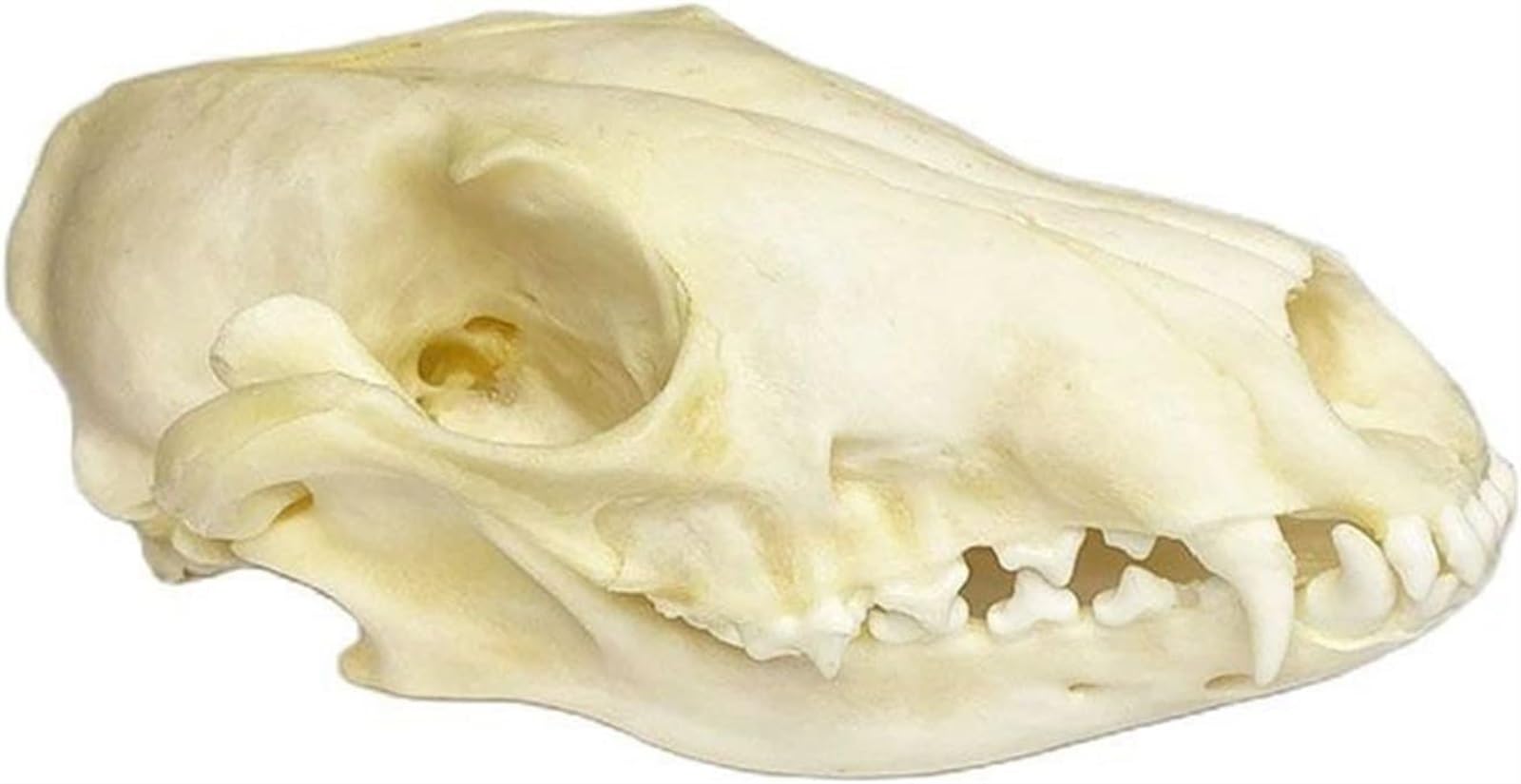 Amazon.co.jp: キツネの頭蓋骨標本 - キツネの頭蓋骨モデル - キツネの