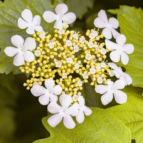 Viburnum opulus 'Park Harvest' Showy Deciduous Shrub with Colorful Foliage and Red Berries 1X 12 Litre Pot by Thompson and Morgan