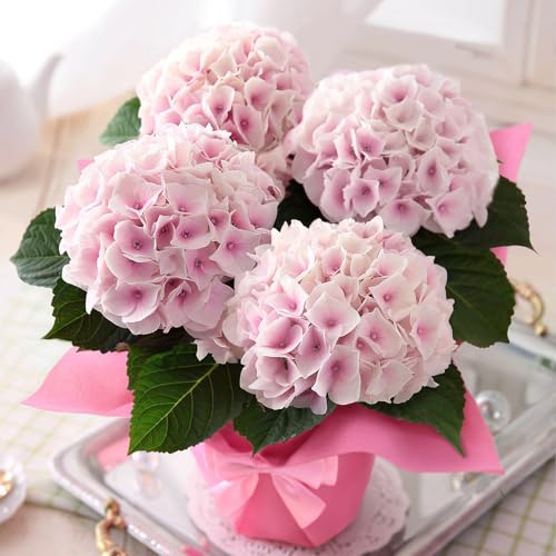 母の日 花 鉢植え ギフト プレゼント アジサイ鉢4号・ほんのり桜色 コットンキャンディ 2026 BunBunBeeの商品画像（Amazon）