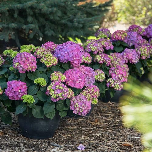 Brighter Blooms - Endless Summer Summer Crush Hydrangea, 1 Gallon - No Shipping to AZ