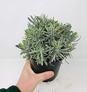 Large Lavender Herb Plant in a 14cm Pot - Upright and Bushy Lavander Plant
