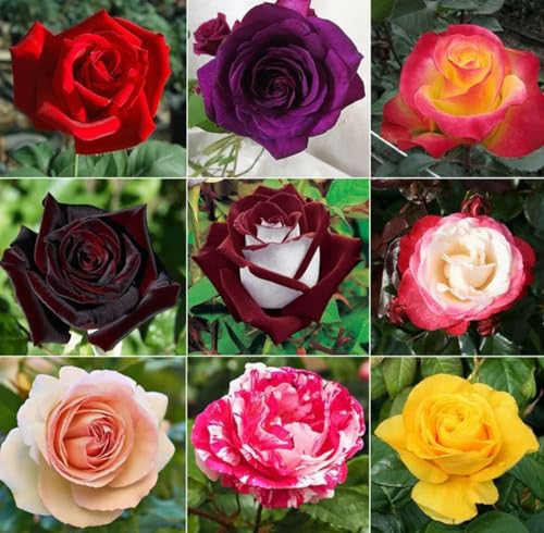 298+ Rose Seeds for Planting Outdoor & Indoor Garden, Perennial