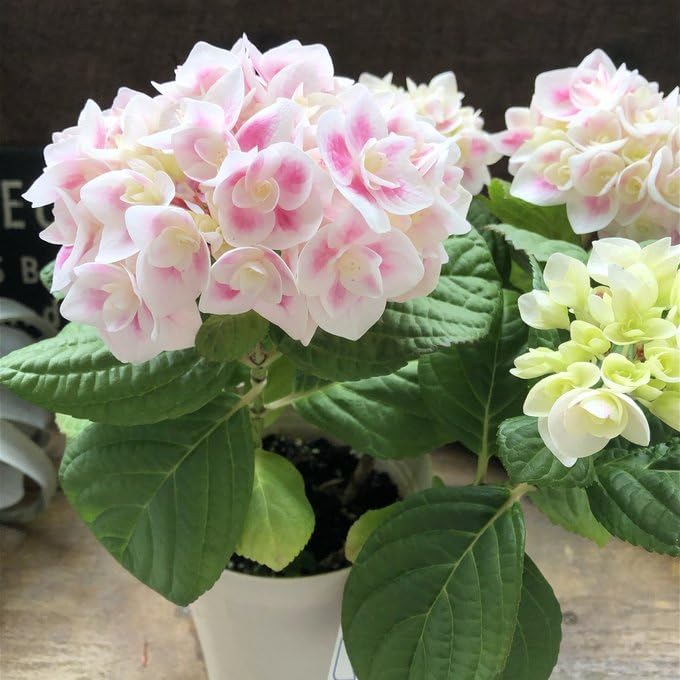 Amazon.co.jp: 麟鳳亀竜 アジサイ 紫陽花(リンポウキリュウ Amazon.co.jp: 麟鳳亀竜 アジサイ 紫陽花(リンポウキリュウ