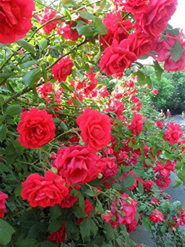 Decor-land-FS 10pcs Climbing Rose Vine Flower Seeds Climber Fragrant (Red)