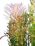 Rotala Wallichii Aquatic Plant - Vibrant Freshwater Stems - 1/3/5 Bunch Pack Options (1 Bunch)