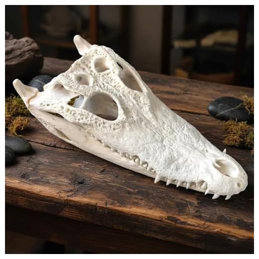 Taxidermy Real Animal Skull for Art - Specimen Bones for Vet Medicine, Teaching, and Art Reference Goth Home Decor & Curiosities Collection (Aligator SKULL-1pc)