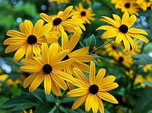 Miniatura 7 de Más de 1000 semillas de margaritas Susan Rudbeckia Hirta Gloriosa de ojos negros, amarillas, bienales, hermosas. de Estados Unidos
