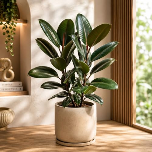 Image of Rubber Plant (Ficus Elastica) Indoor Air Purifying Plant in Pot | Large Glossy Green Leaves | Low Maintenance Decorative Houseplant for Home, Office & Balcony (PACK OF 1)