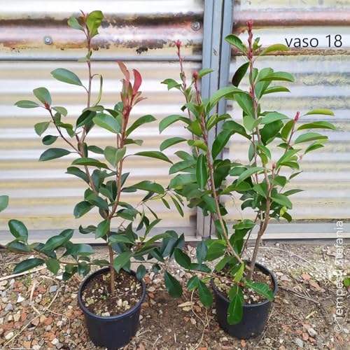Photinia red robin, 8 piante alte 80/100 cm, vaso Ø18, per una siepe lunga 5 metri