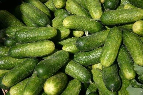 Miniatura 5 de Semillas Pepinillo Wisconsin Pepino para decapado Heirloom de polinización abierta sin OMG