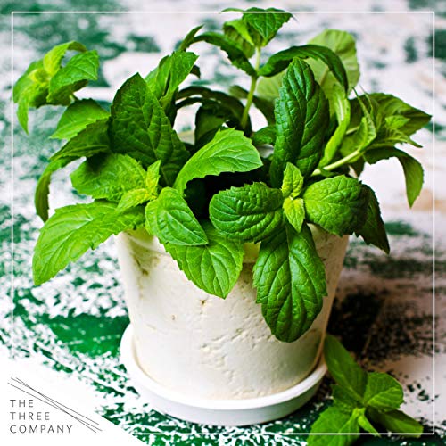 Live Aromatic and Edible Herb - Mint (4 Per Pack), Naturally Improves Breathing and Air Quality, 8" Tall by 4" Wide Live Aromatic and Edible Herb - Mint (4 Per Pack), Naturally Improves Breathing and Air Quality, 8" Tall by 4" Wide