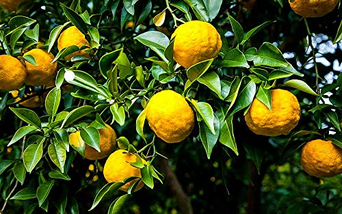 Rare Yuzu Citrus Tree - Indoors/Out - No Ship to Tx,Fl,Az,Ca,La,Hi - 5" Pot