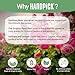 HANDPICK, Rose Buds Herbal Tea Bags - 50 Count | Caffeine Free Rose Tea with Chamomile & Tulsi | Floral & Smooth | Round Eco-conscious Tea Bags