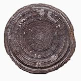 FÓSILES DE CORAL - Fósiles de coral naturales de invertebrados marinos antiguos que contienen cavidades, adecuados para su uso como especímenes educativos en ciencias geológicas.