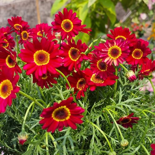 semillas de margarita perenne - cobertura del suelo resistente jardín balcón 350pcs