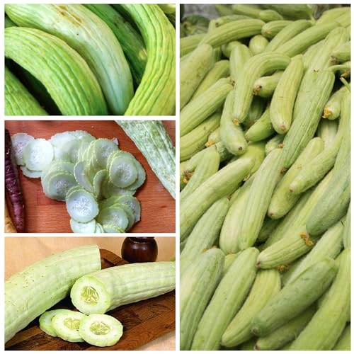 Seed Needs Cucumber Seeds for Planting Armenian Yard Long Cucumbers - Heirloom Non-GMO & Untreated - Snake Melon / Serpent Cucumber to Plant a Home Grown Outdoor Vegetable Garden (1 Pack)