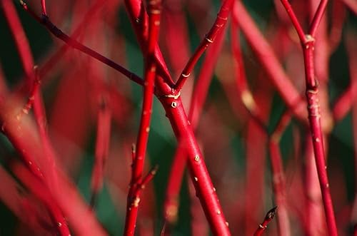 Miniatura 2 de Semillas de cornejo rojo para plantar  30 semillas  Cornus sericea