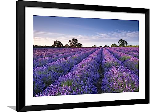 ART.COM Framed Wall Art Prints Lavender Field at Dawn, Somerset,