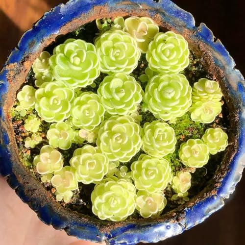 plantas carnívoras - semillas de mantecosa suculentas resistentes plantas en macetas semillas - raras - balcón con camas elevadas de interior en macetas para los amantes la 50pcs