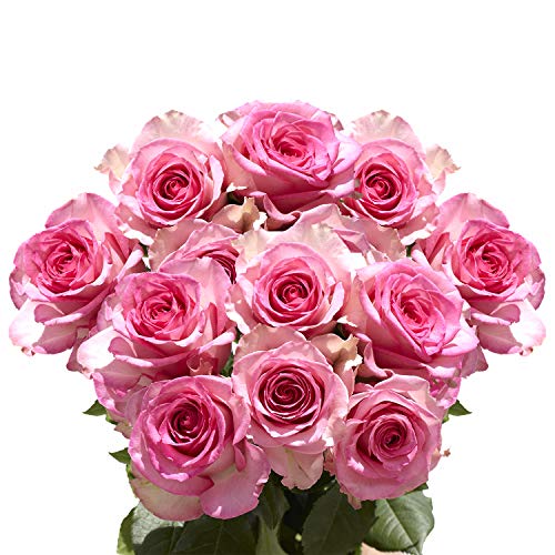 Pink Roses Next Day Delivery- 50 Fresh Flowers- Beautiful Blooms And Long Stems #TOP2