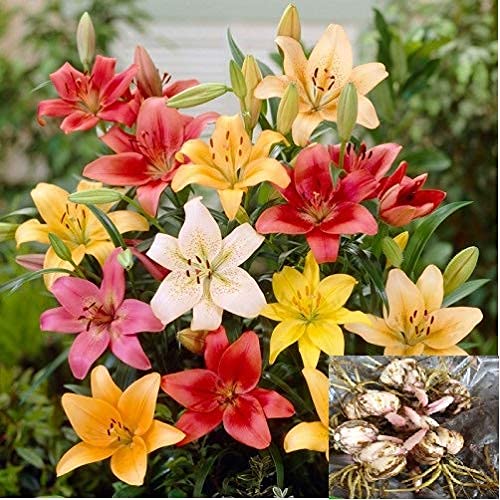 Asiatic lily Mix Color Pack of 10 By Zabbus : Amazon.in: Garden