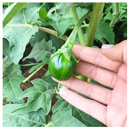 Semente de Jiló Redondo - Embalagem 400mg